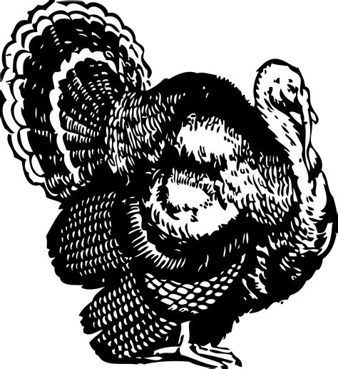 black and white turkey clipart|free turkey clip art images.